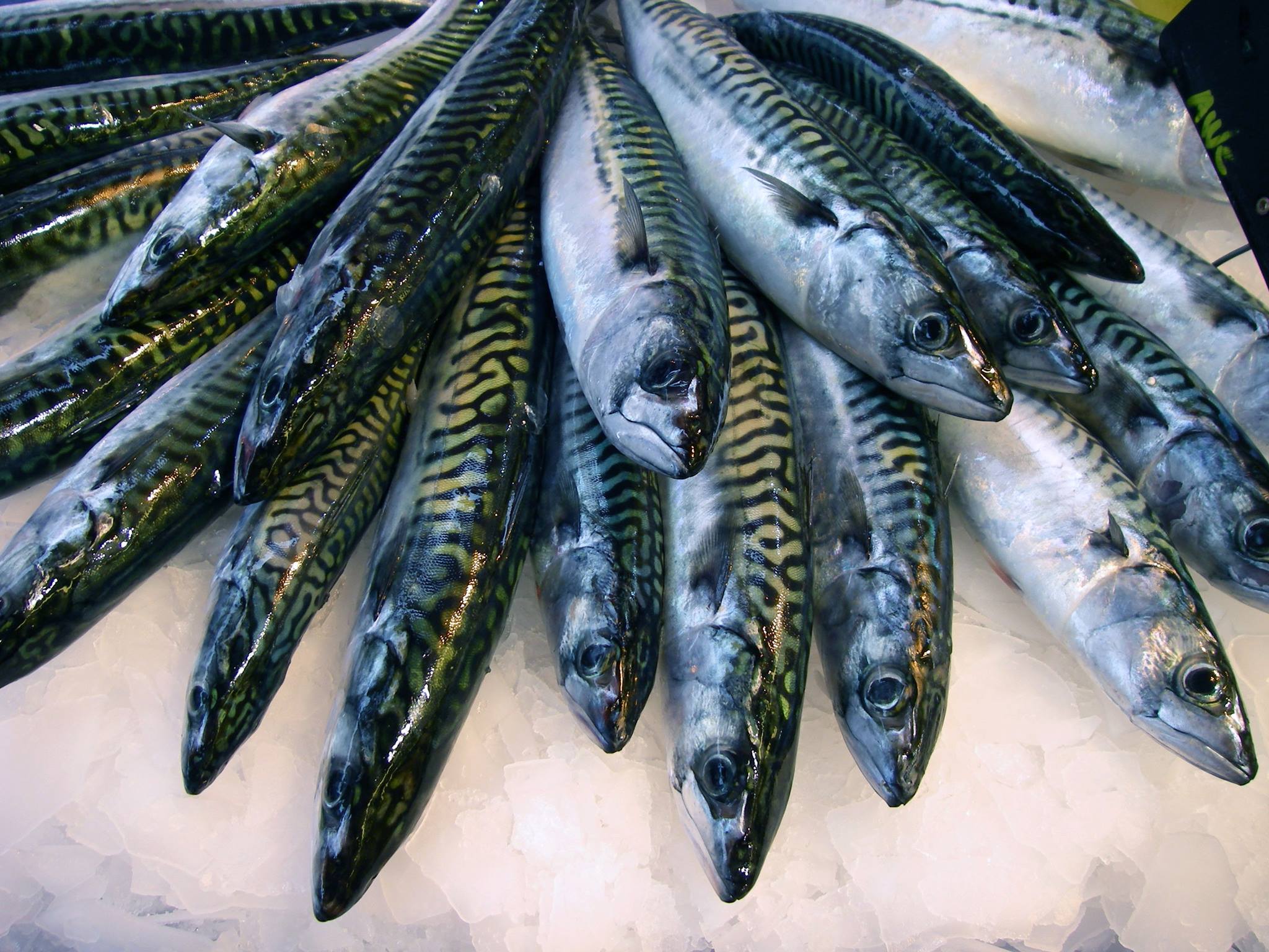 Maquereaux de Trouville pêchés de manière artisanale en Normandie