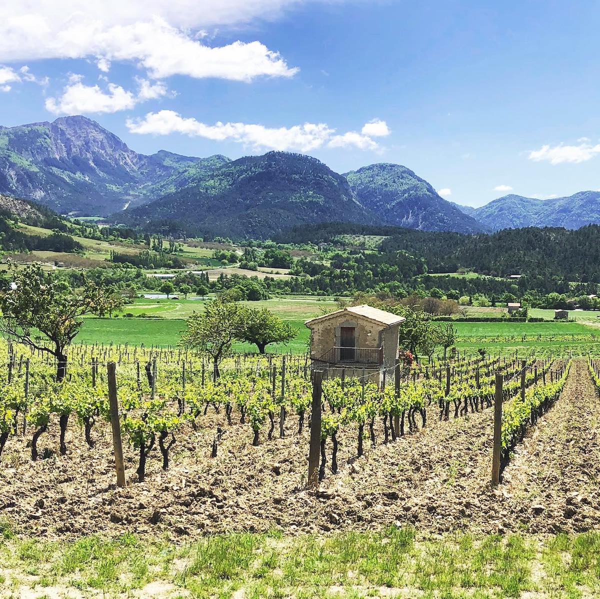 Le vignoble-Châtillon en Diois ©Clairette de Die