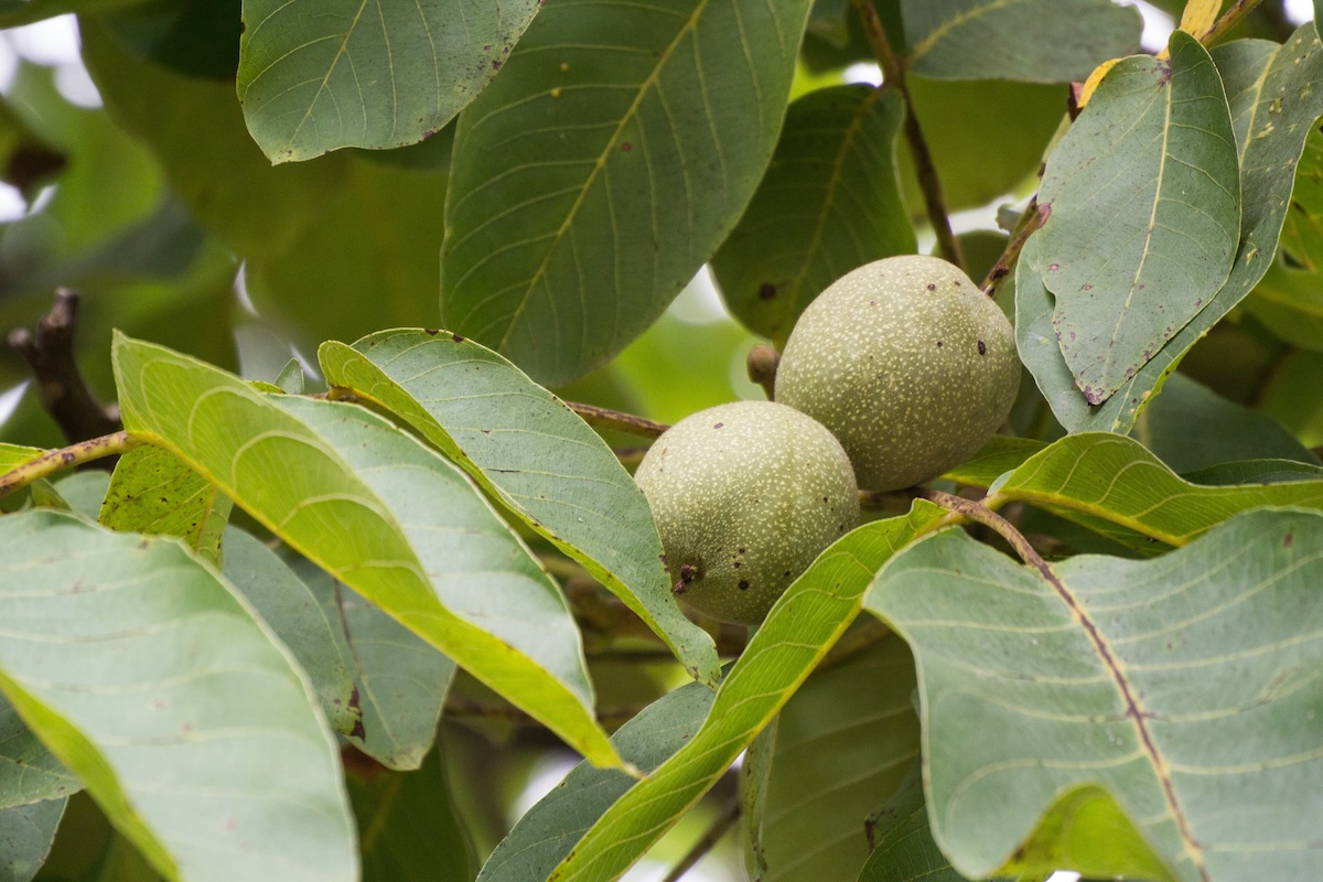 Noix du Périgord ©Roland Tanglao CCO