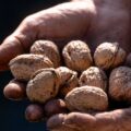 Noix du Périgord dans des mains après la récolte