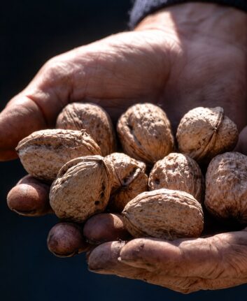 Noix du Périgord dans des mains après la récolte