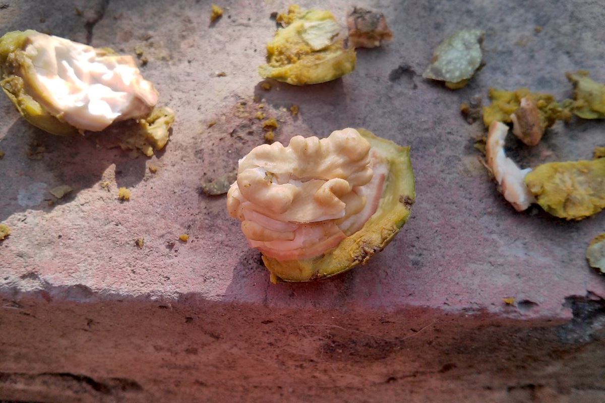 Noix fraîches c) Алексей Юношев CC BY 2.0