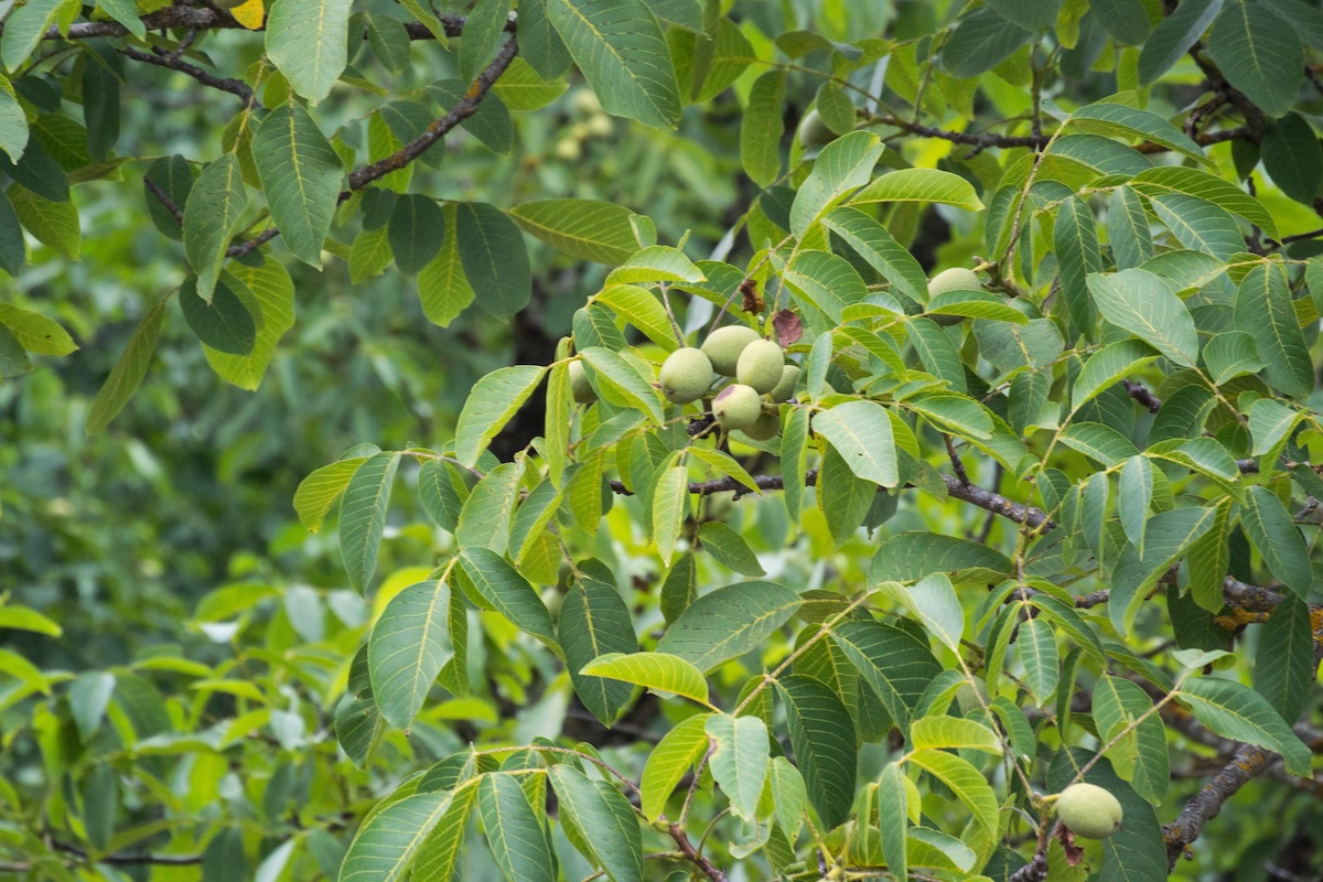 Noyer ©Roland Tanglao CC0