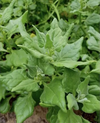 Tetragone cornue