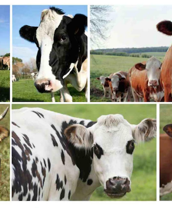 Vaches laitières