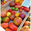 Dernières tomates au marché de Brive