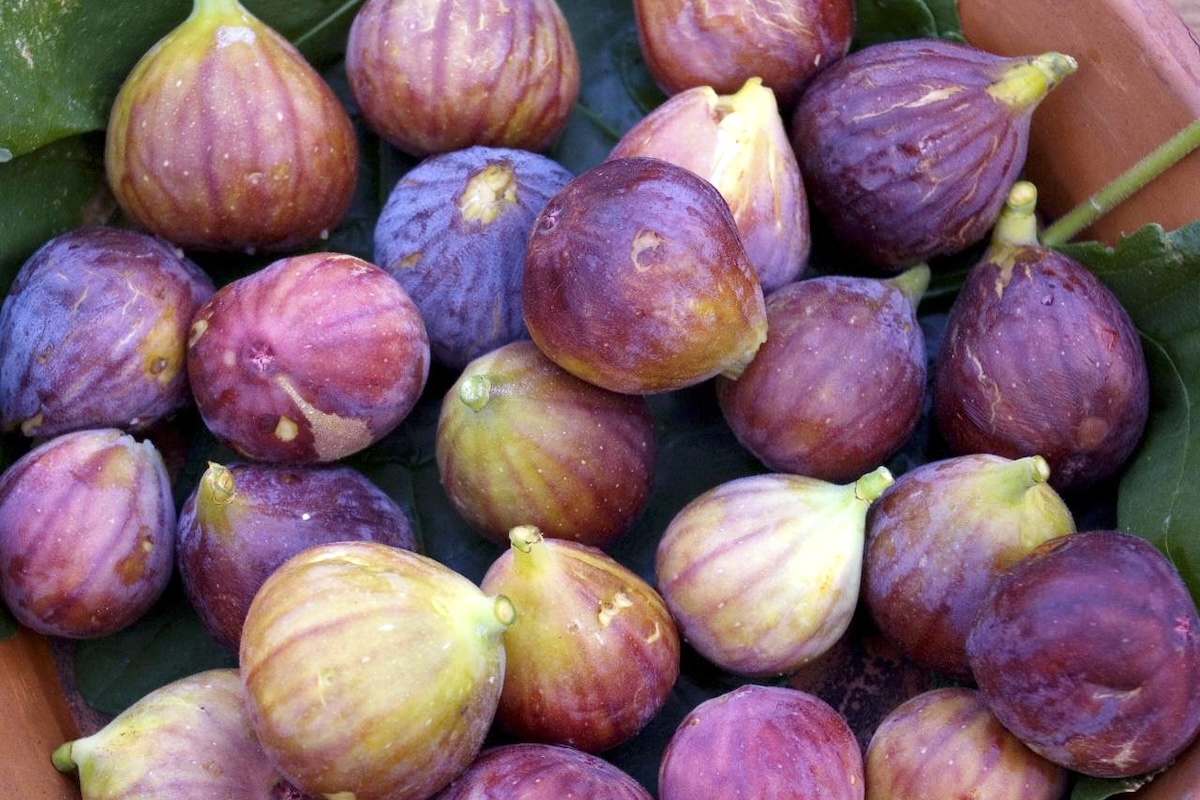 Figues ©Bill Benzon CC BY-SA 2.0