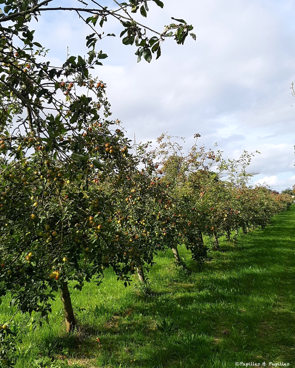 Vergers Highbank Orchards