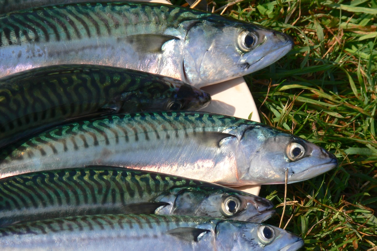 Maquereaux ©Ewan Bellamy CC BY-NC-ND 2.0