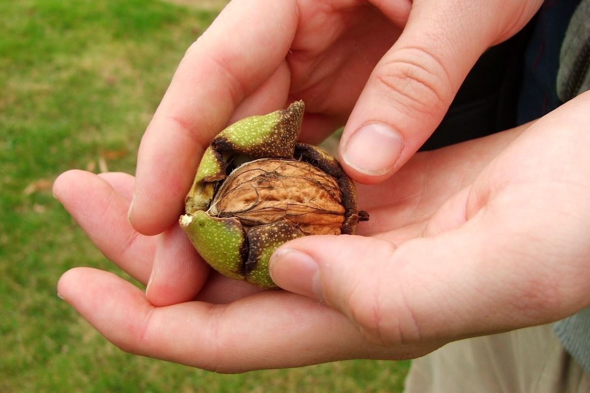 Noix fraiche ©Steph L ©CC BY-NC-ND 2.0