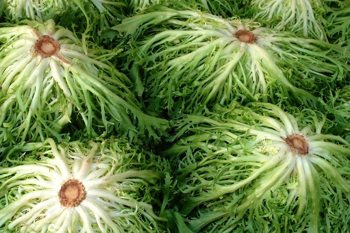 Salade frisée ©Claude Fabry CC BY-ND 2.0