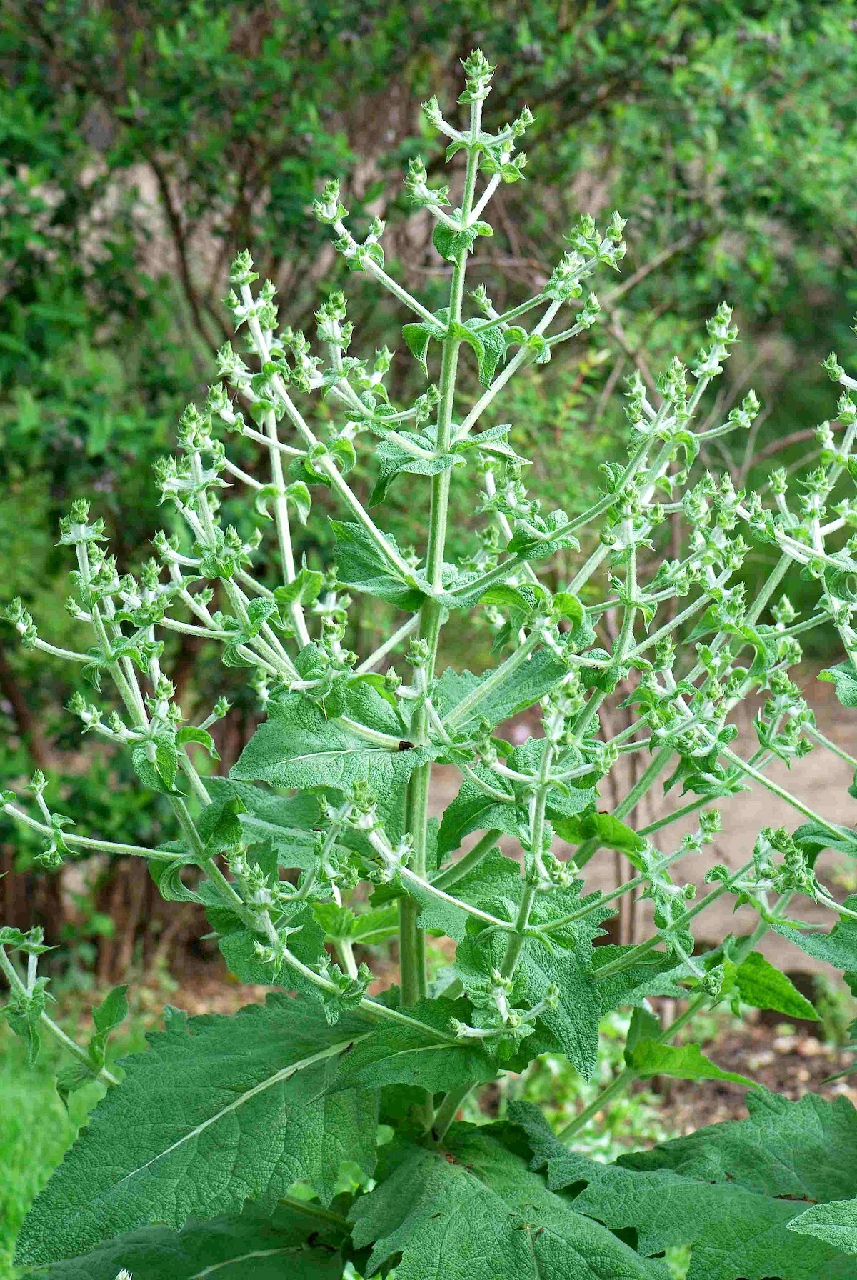 Salvia Hispanica ©Pancrat CC BY-SA 3.0