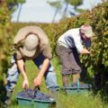 Vendanges ©Côtes de Bordeaux