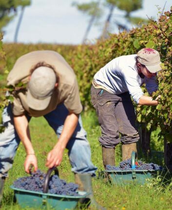 Vendanges ©Côtes de Bordeaux