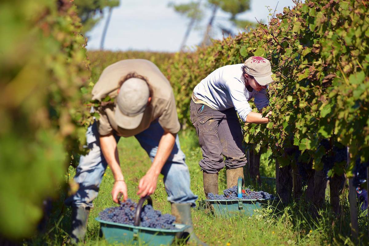 Vendanges ©Côtes de Bordeaux