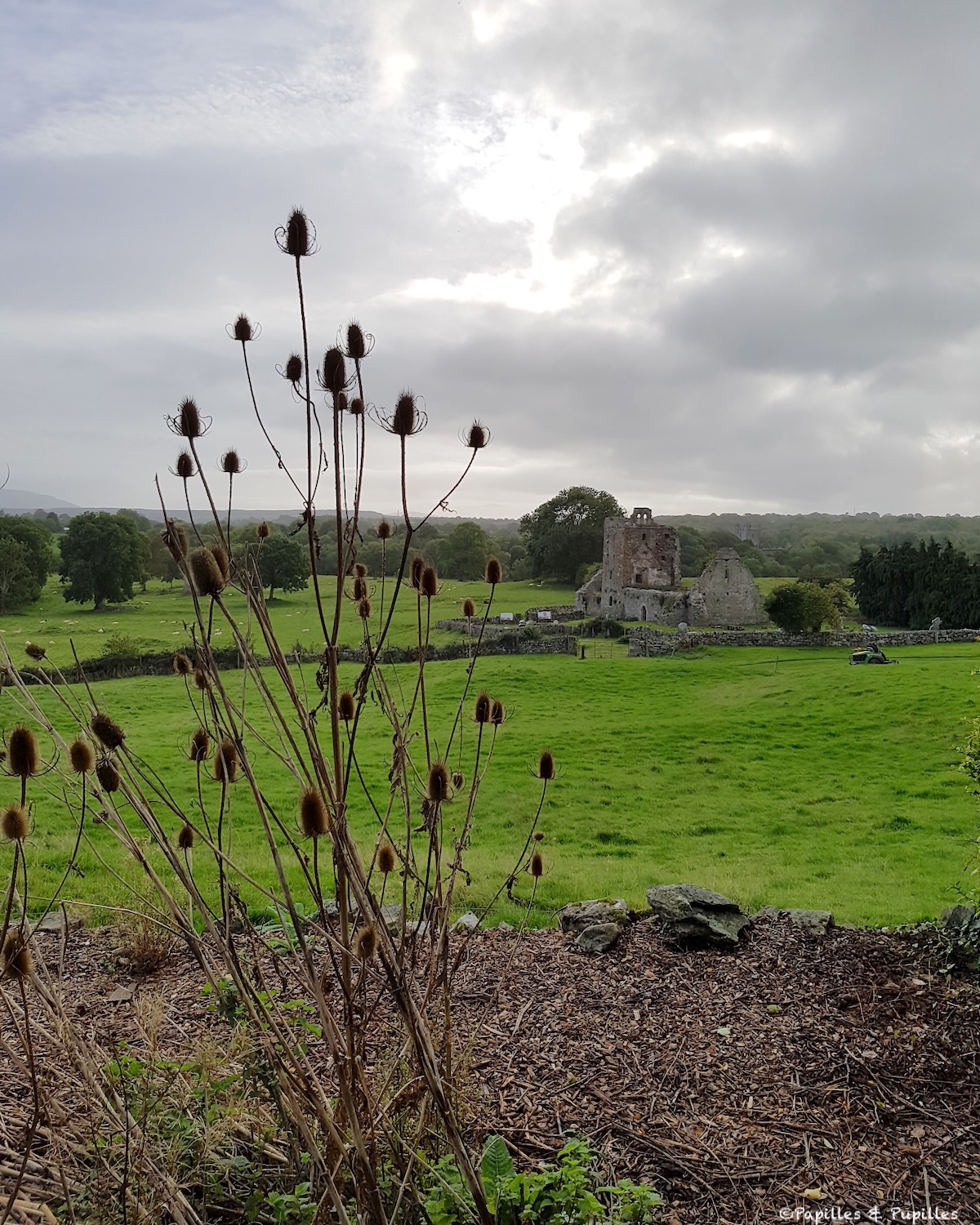 Ruines de Newtown Jerpoint au milieu des prairies verdoyantes près de Thomastown dans le comté de Kilkenny en Irlande
