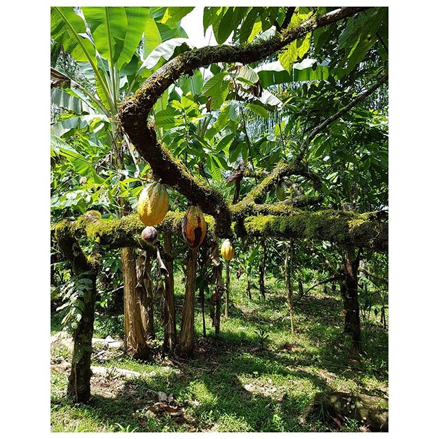 Cacaoyers - Costa Rica