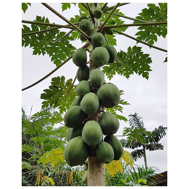 Elles se ramassent avec une foufourche ;)