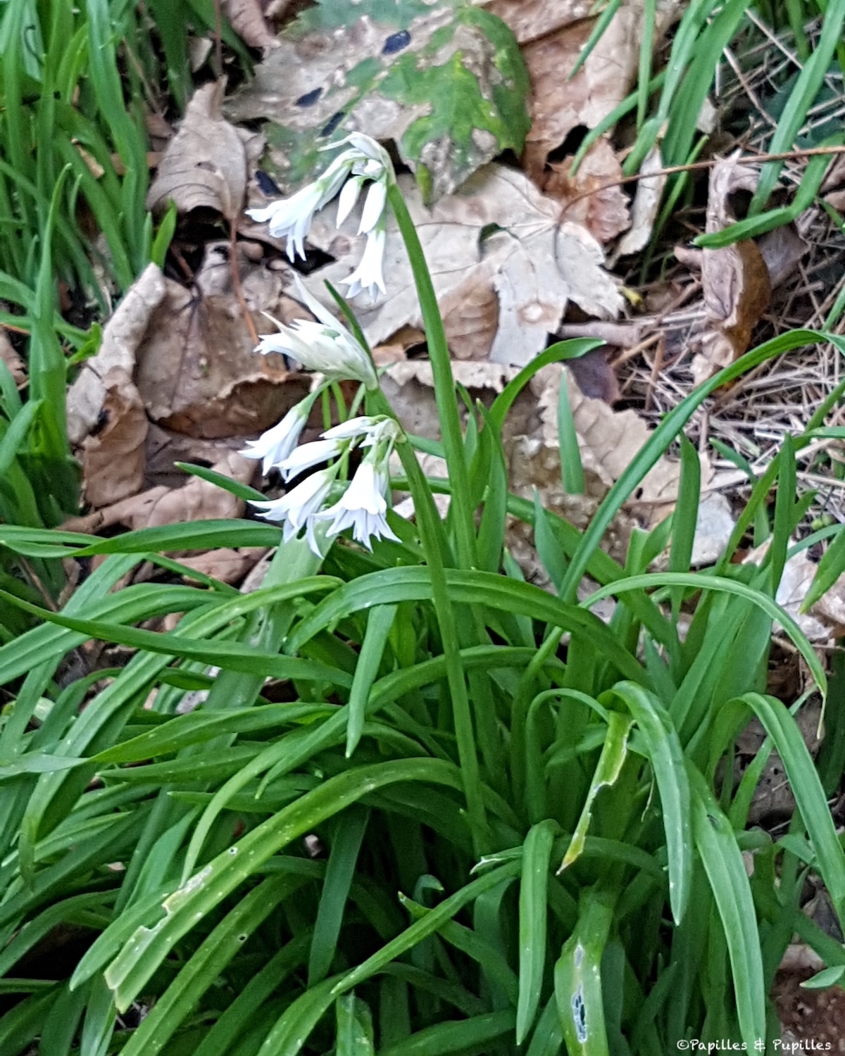 Ail triquètre sauvage en sous-bois dans le comté de Kilkenny