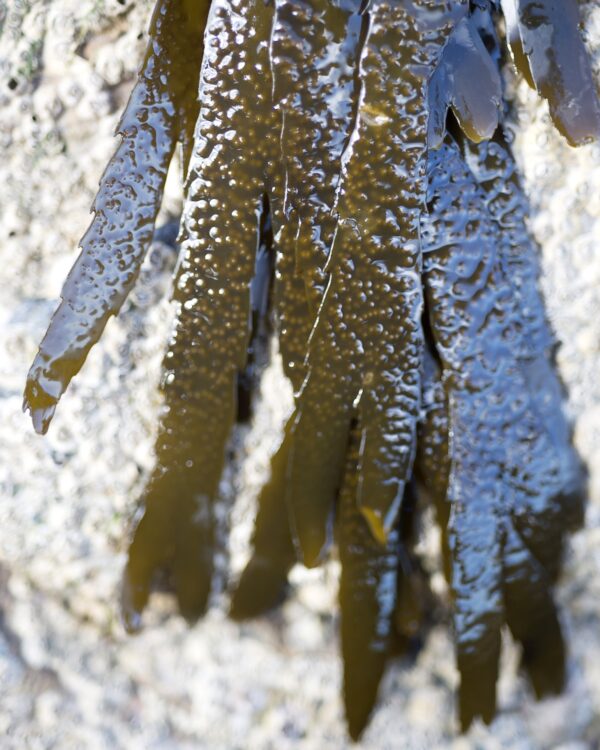 Seaweed foraging with Marie Power, aka, The Sea Gardener. Marie grew up on the Copper Coast of Co. Waterford and leads walks, give talks & workshops on seaweed and rocky shore ecology for people who want to know more about this indigenous health food. www.theseagardener.ie,