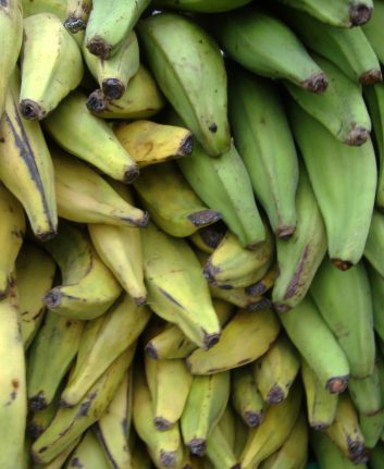 Bananes plantain (c) Luigi Guarino CCBY20