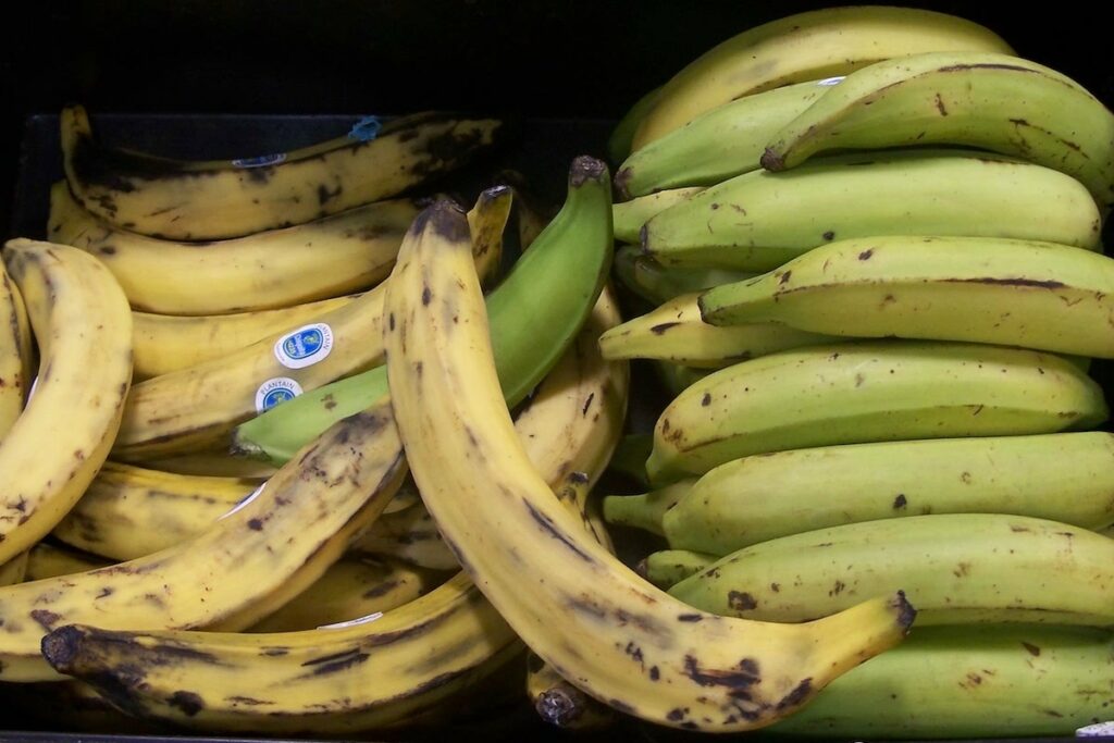 Bananes plantains mûres et non mûres (c)RD CC BY 2.0