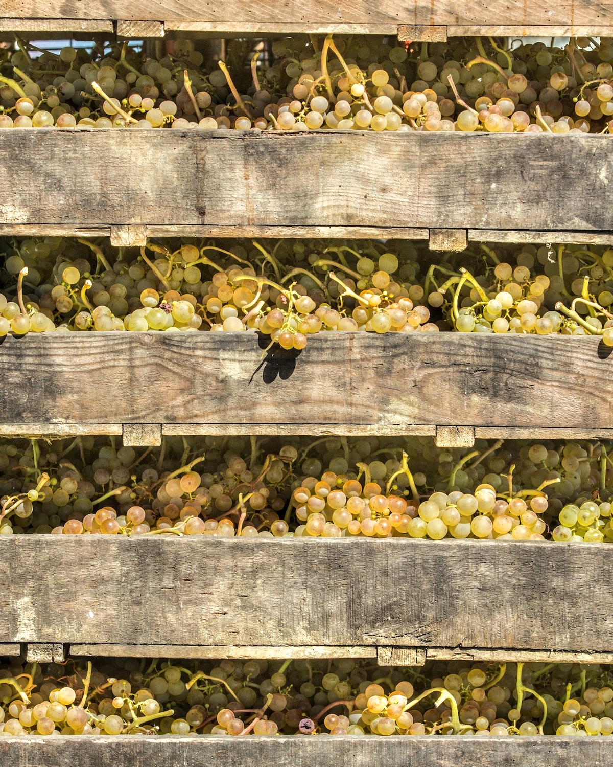 Chasselas de Moissac