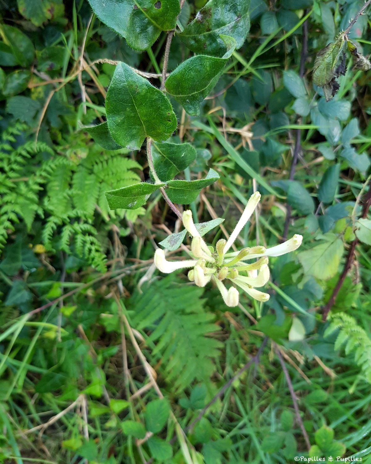 Chèvrefeuille sauvage observé lors d’une cueillette près de Kilkenny