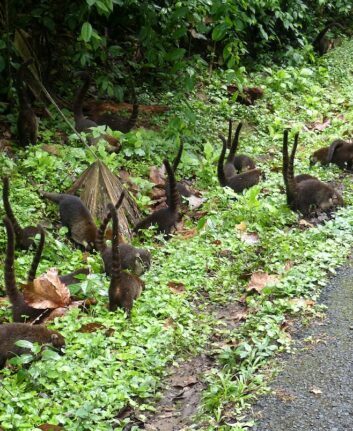 Coatis