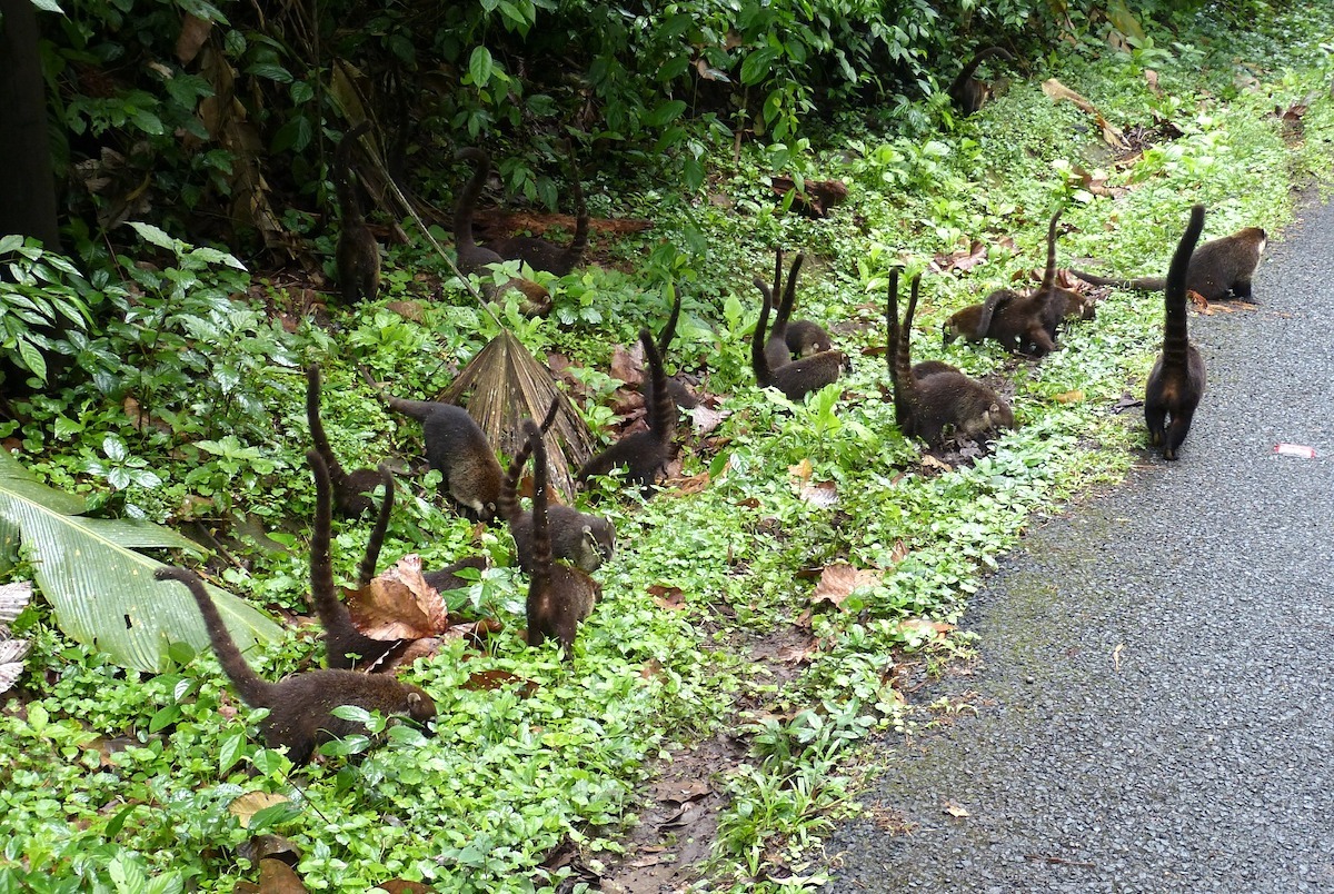 Coatis
