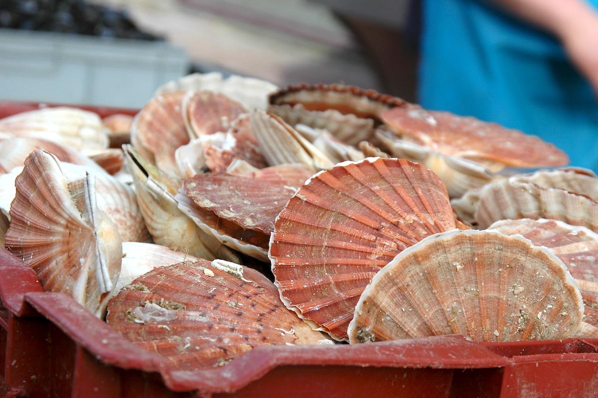 Coquilles Saint Jacques ©Sue Kellerman CC BY-NC-ND 2.0