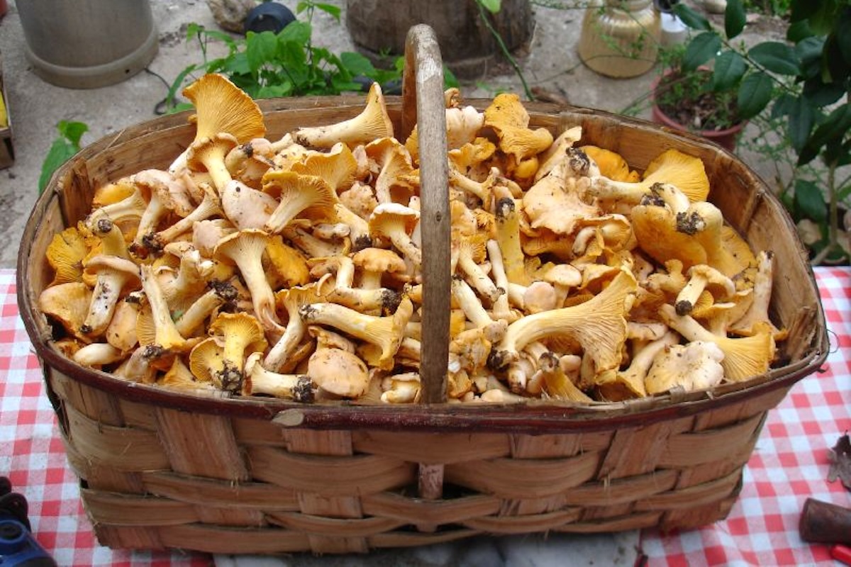 Girolles ©Irene Kightley CC BY-SA 2.0