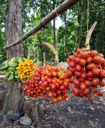 Le pejibaye ou fruit du palmier pêche