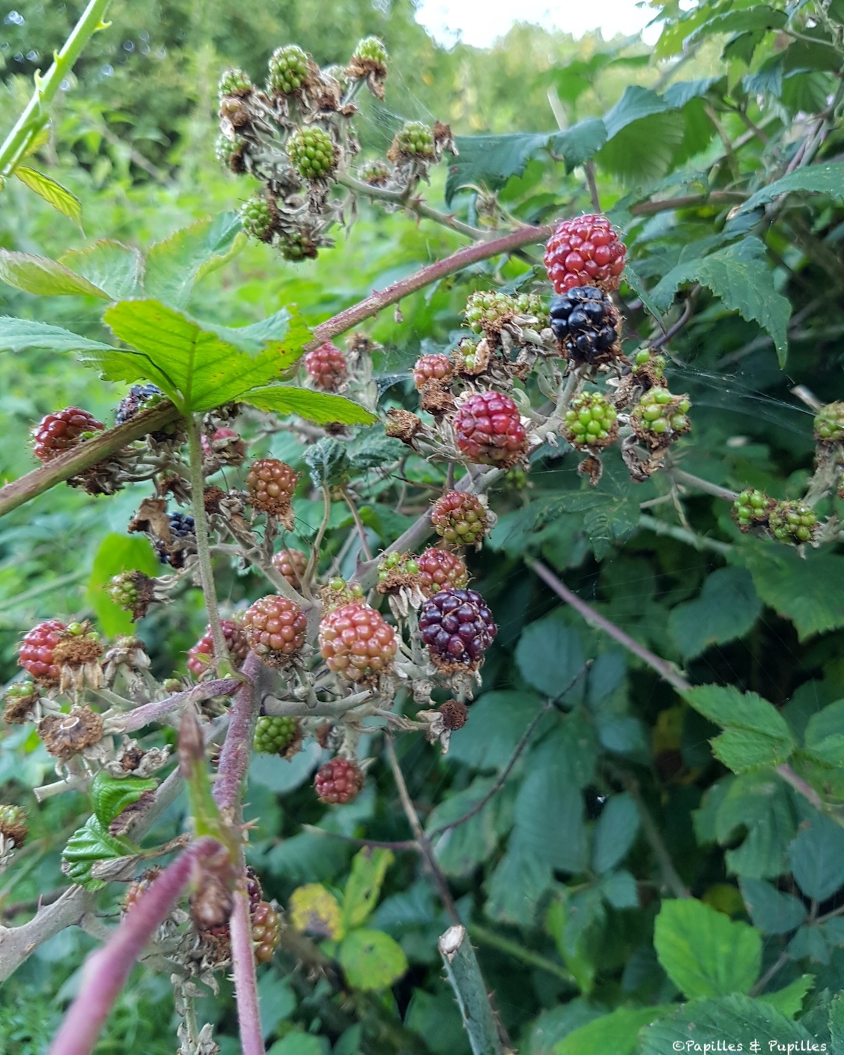 Mûres sauvages dans le comté de Kilkenny en fin d’été