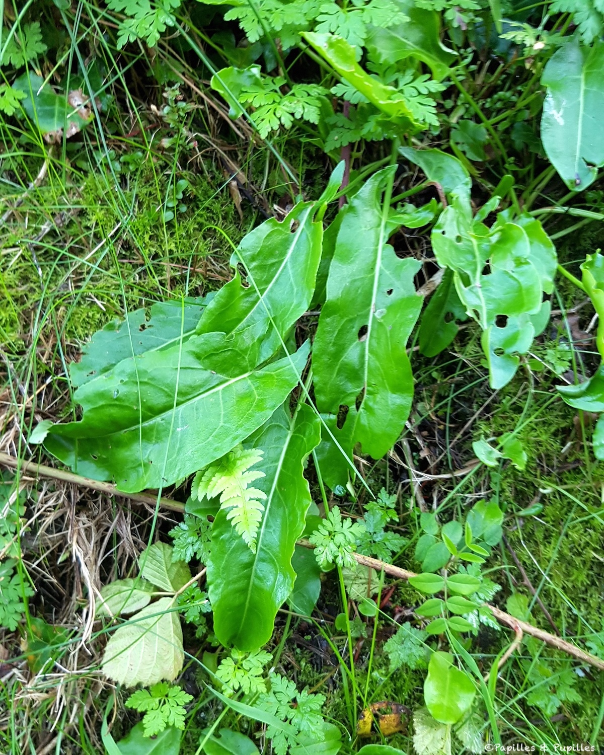 Feuilles d’oseille sauvage lors d’une balade botanique à Kilkenny