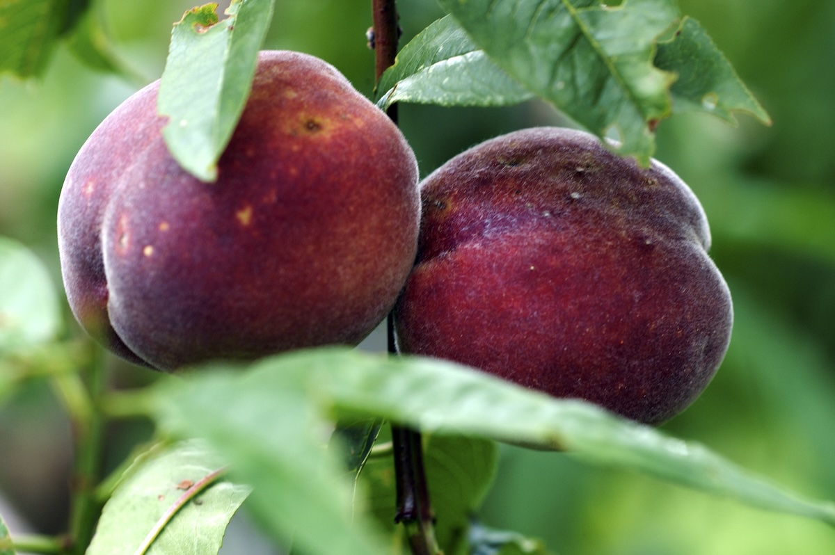 Pêches de vignes ©Jean Weber CC BY 2.0