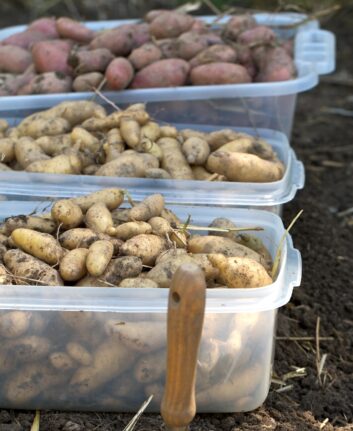 Pommes de terre ©chiotsrun CC BY-NC 2.0