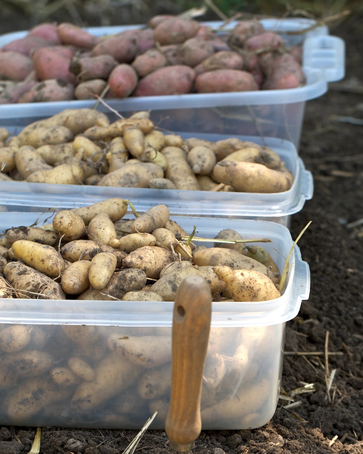 Pommes de terre ©chiotsrun CC BY-NC 2.0