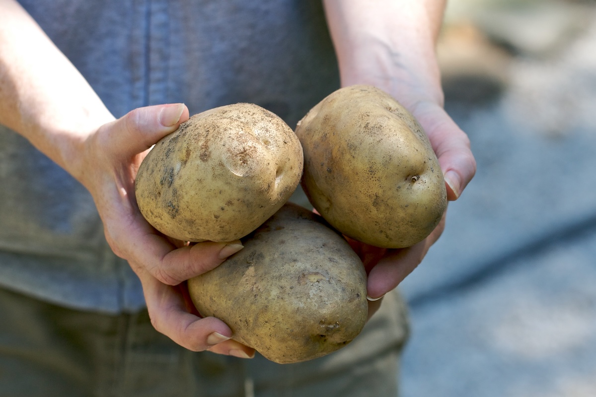 Pommes de terre dans les mains ©chiotsrun CC BY-NC 2.0