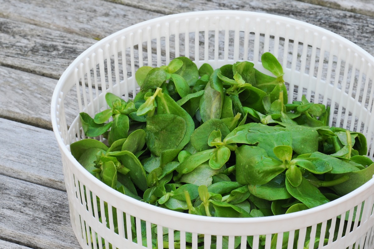 Pourpier ©Annavee shutterstocK