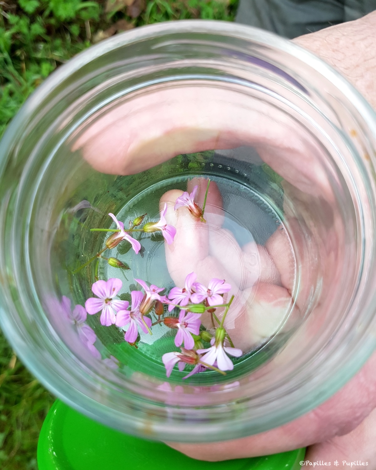 Fleurs de silène dioïque dans un bocal d’eau pendant une cueillette en Irlande