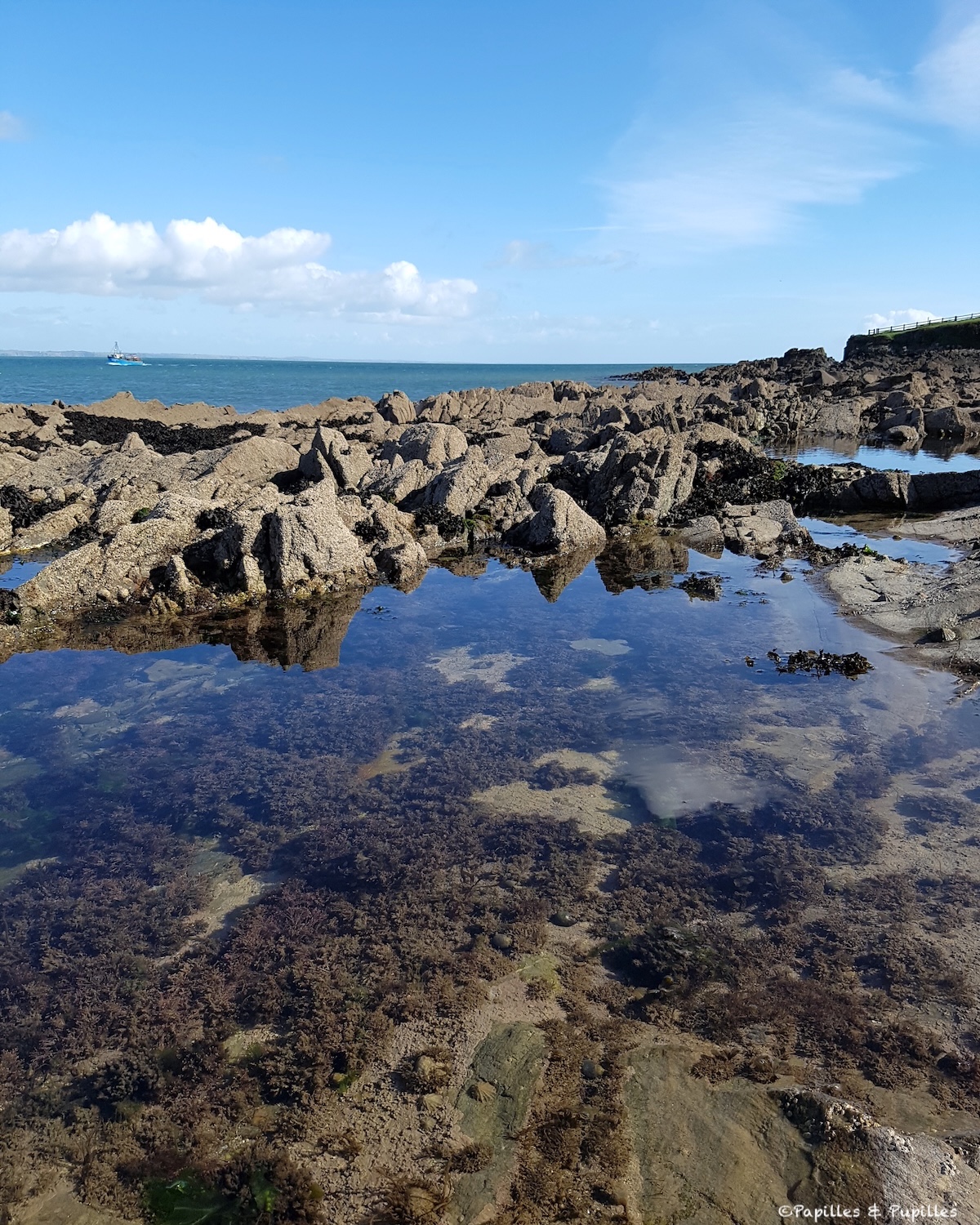 Côte sauvage du comté de Waterford propice à la cueillette d’algues en Irlande