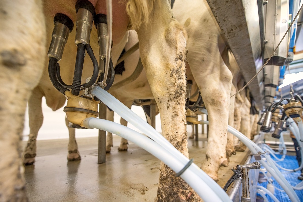 Traite des vaches © Wolfgang Ehrecke de Pixabay