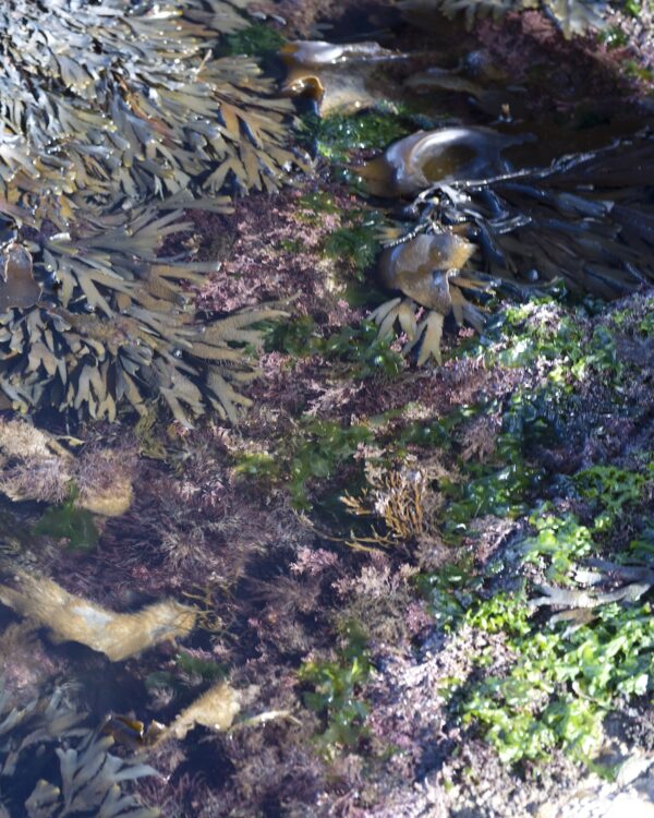 Seaweed foraging with Marie Power, aka, The Sea Gardener. Marie grew up on the Copper Coast of Co. Waterford and leads walks, give talks & workshops on seaweed and rocky shore ecology for people who want to know more about this indigenous health food. www.theseagardener.ie,