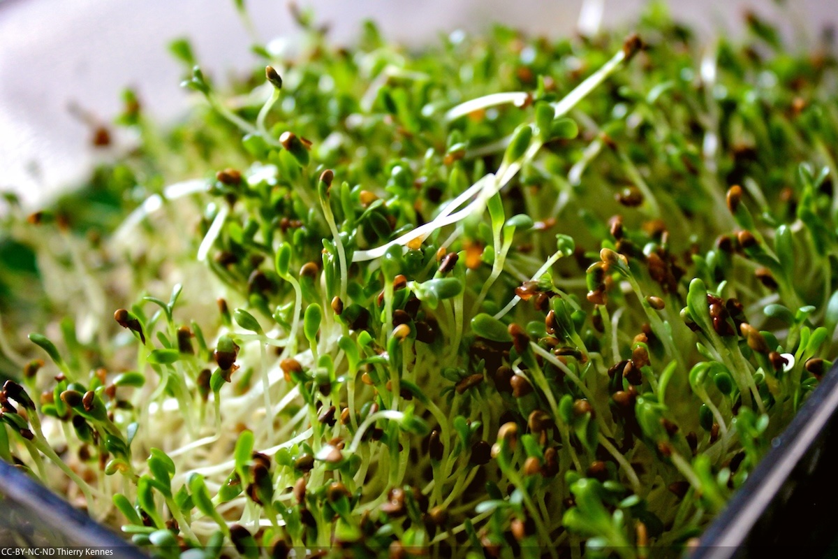 Alfafa ©Thierry Kennes CC BY-NC-ND 2.0