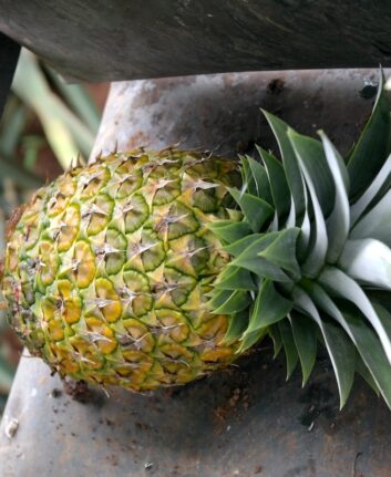 Ananas bio du Costa Rica