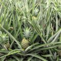 Champs d'ananas