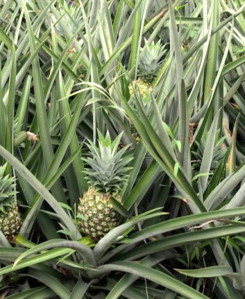 Champs d'ananas