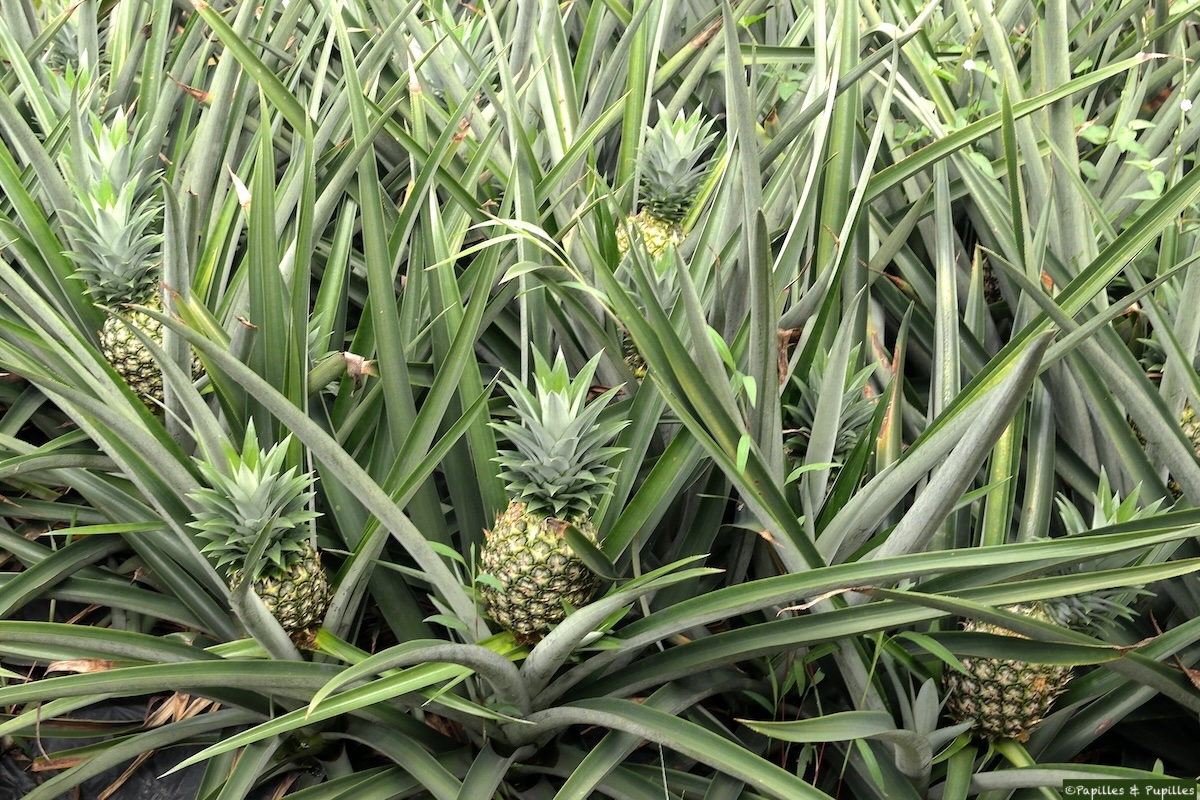 Champs d'ananas 