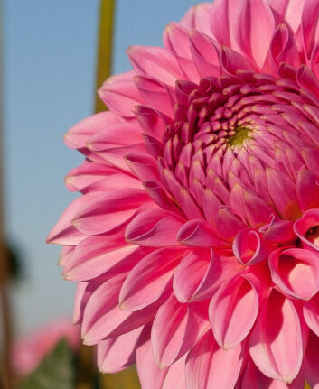 Chrysanthème ©Targut CC BY 2.0